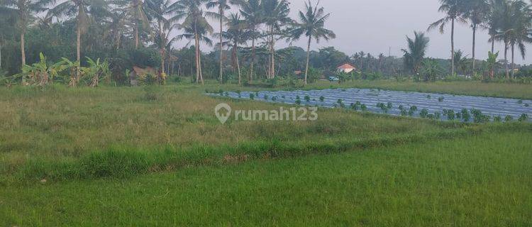 Hot List Di Jual Tanah Lokasi Singakerta Ubud Gianyar 1