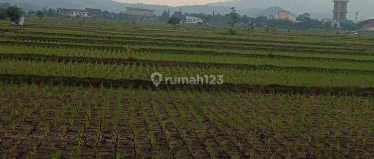  Tanah Sawah Luas Cocok Gudang Strategis di Gading Tutuka  1