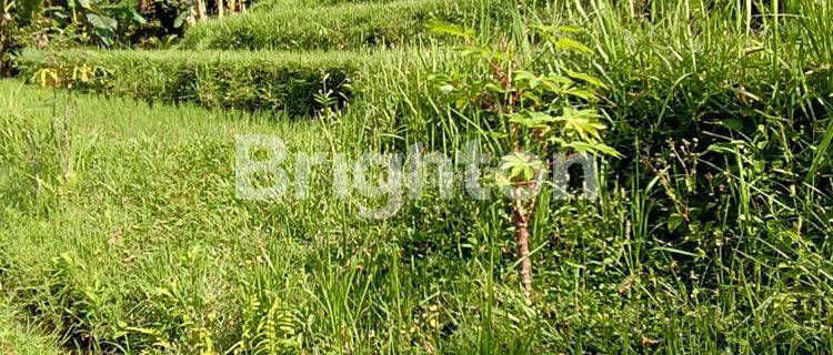 FERTILE RICE FIELD WITH TERRACING CONTOURS IN PENEBEL TABANAN 1