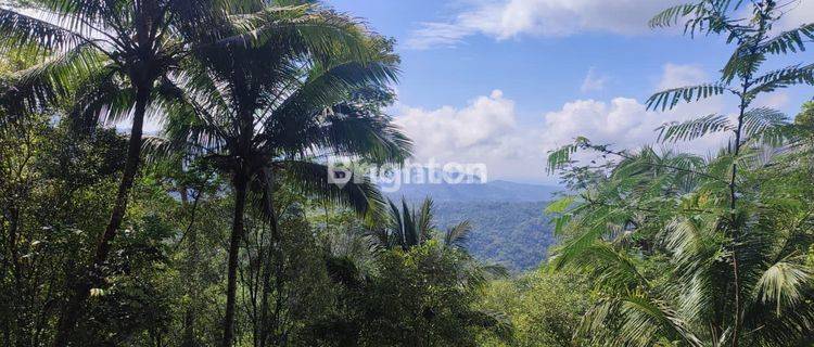 TANAH DEKAT TUMPENG MENOREH, SELATAN PUNCAK WIDOSARI, KEBUN TEH NGLINGGO 1