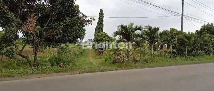 TANAH DI  SEGERA DI JALAN UTAMA TAYU - JUWANA SANGAT STRATEGIS 1