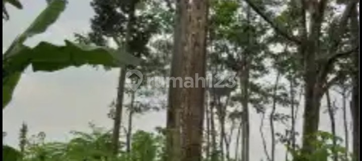 Tanah Kosong Ada Pohon Durian Siap Pakai 1