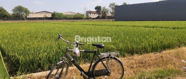 SAWAH MURAH DI DAGEN KARANGANYAR 1