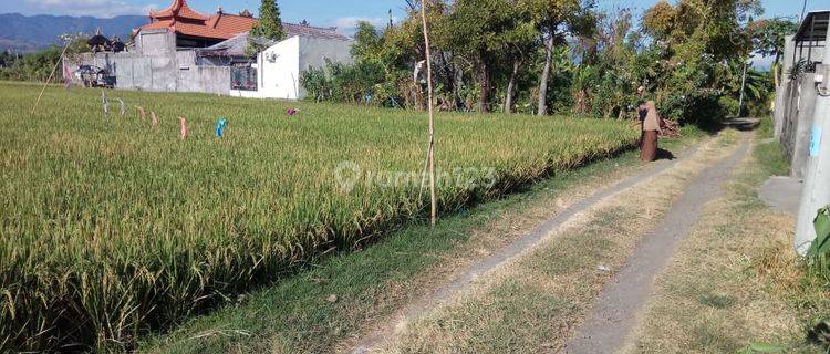 Tanah Sawah Luas 3.200 m² Lokasi Strategis di Buleleng Bali 1