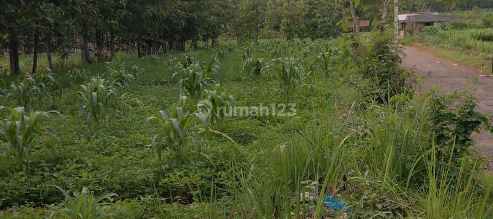 TANAH LUAS DEKAT ALUN ALUN WONOSARI 1