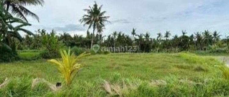 Tanah Strategis di Gianyar Bali Dekat Ke Pantai Saba 1