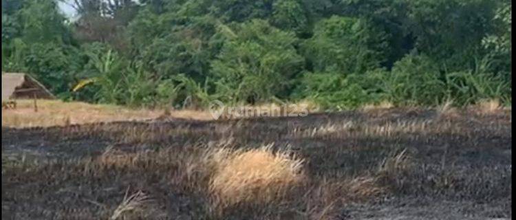 Hot List Di Jual Tanah View Sawah Sungai Gunung Sunset Lokasi Kedungu Kediri Tabanan 1