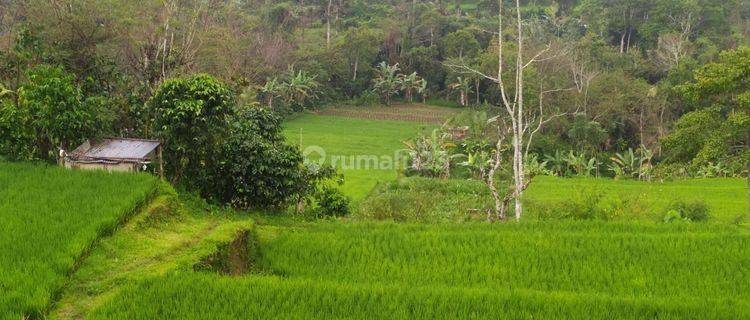 Hot List Di Jual Tanah Lokasi Pelaga Petang Badung 1