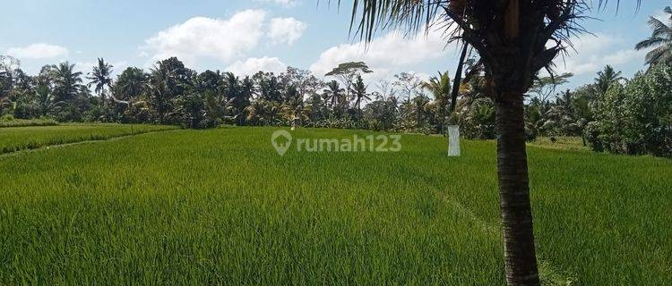 Hot List Di Jual Tanah Lokasi Petak Medahan Gianyar 1