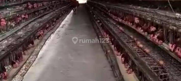 Ruang Usaha Peternakan Ayam Telur Produktif SHM Di Rumpin Bogor 1