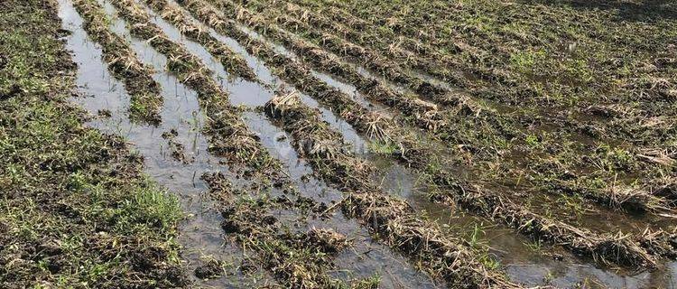 PASTI CLOSING DI SEWAKAN TANAH LOKASI NYAMBU KABA KABA KEDIRI TABANAN 1