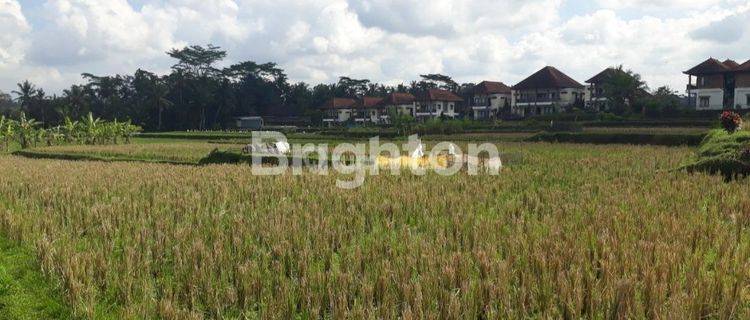 Tanah sawah , di Pejeng dekat CentralUbud Bali. patokan Ubud one Villas 1