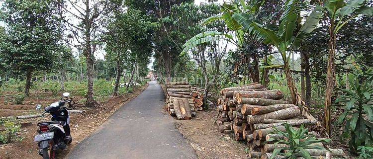 TANAH PRODUKTIF MURAH PINGGIR JALAN MOBIL  1