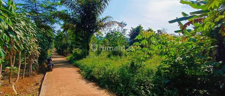 Tanah perkebunan murah samping jalan mobil  1