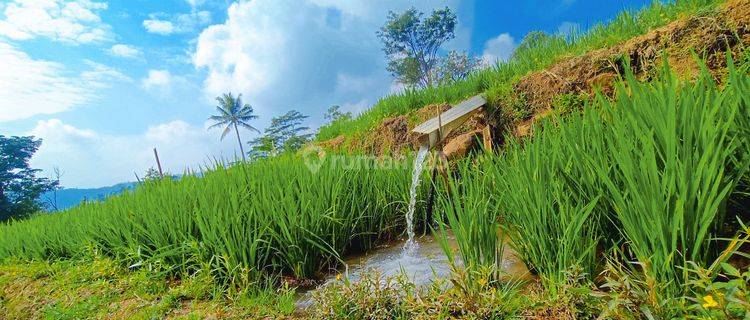 Tanah Sawah Produktif Air Melimpah Jernih View Pegunungan 1