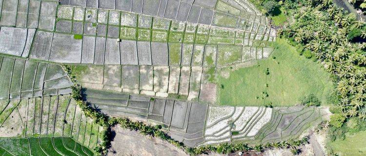 Tanah Kavling View Sawah di Gubug Dekat Pantai Yeh Ganga, Tabanan 1