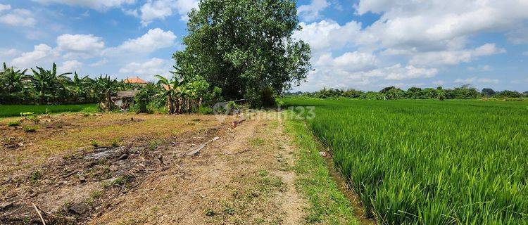 Tanah Kavling Nyitdah View Sawah, Tabanan 1