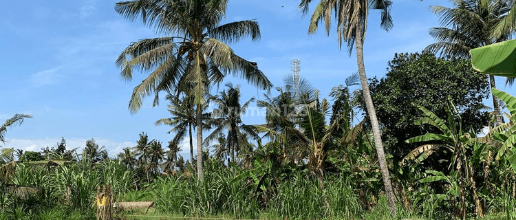 Tanah Kavling View Sawah di Pering Dekat Dengan Rs Kasih Ibu 1