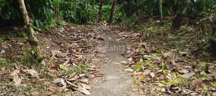 Tanah Kebun Produktif Impian Anda di Bali  1