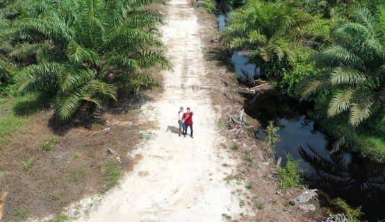 Lahan Luas Perkebunan Kelapa Sawit Di Pontianak  1