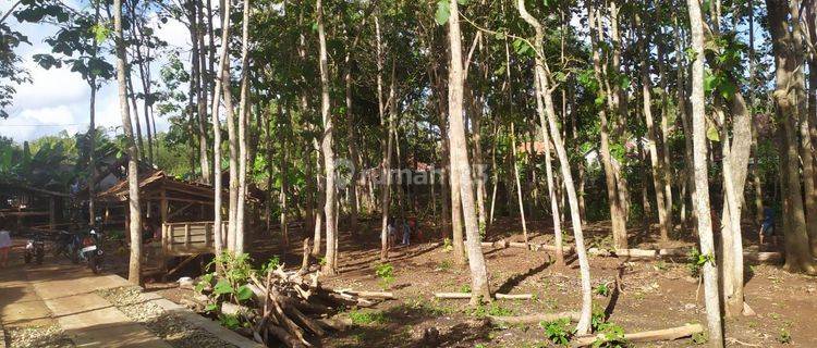 Kavling dan kebon jati di Paliyen Lor Gunung kidul 1