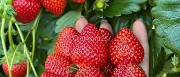 Kavling Eksklusif Vila dan Wisata Kebun Strawbery Ciwidey Bandung 1