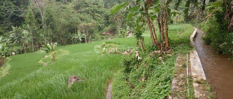 Dijual Tanah Di Sukabumi, Lokasi Di Cimande, Sekarang kebun Durian 1