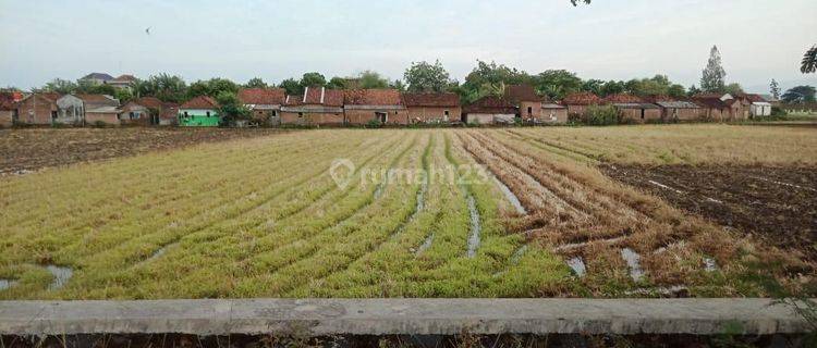 Tanah SHM Luas 2300 M2 Di Mijen Demak  1