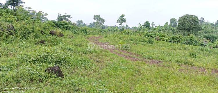 Lahan Luas 30Ha Kejayan Tambang Batu dan Tanah. Akses Tronton 1