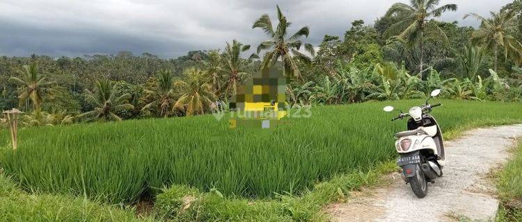 Hot List Di Jual Tanah Lokasi Tegallalang Ubud Gianyar 1