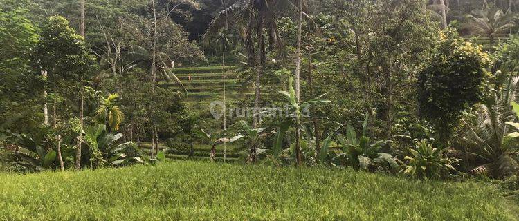 Hot List Di Jual Tanah View Hutan Sawah Lokasi Tegallalang Ubud Gianyar 1