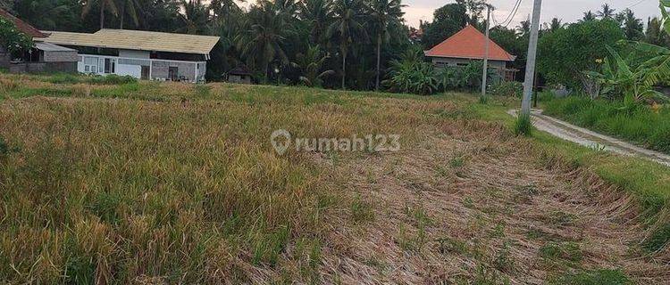 Hot List of Land for Sale in Kemenuh Ubud, Gianyar 1