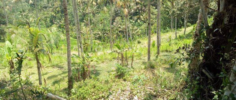 PASTI CLOSING DI JUAL TANAH LOSS SUNGAI VIEW LEMBAH & SAWAH LOKASI BRESELA PAYANGAN UBUD GIANYAR
 1