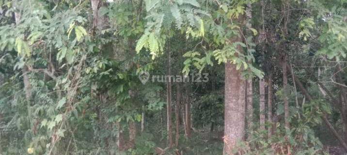 jual tanah kebun untuk investasi 10000 1