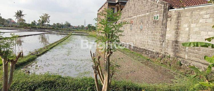 TANAH SAWAH COCOK UTK RUKO & GUDANG DI BANTUL UTARA 1