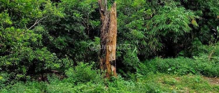 Tanah Sejuk Daerah Ranggamekar Pamoyanan Bogor Selatan 1