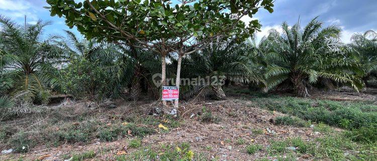 Dijual Tanah Di Tanjung Api Api Depan Pelabuhan Tanjung Api Api 1