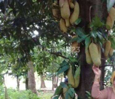 Kebun Cempedak di BANJAR BARU 1