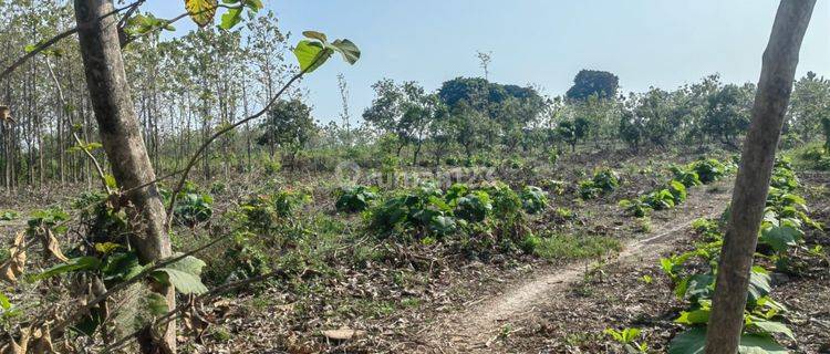 Nol Jalan Propinsi Tanah Siap Bangun Raya Tuban Babat 7930m2 Murah 400rb M2 Cocok Utk Pabrik, Gudang Perumahan 1