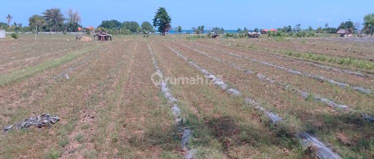 Tanah Loss Pantai di Lovina, Buleleng SHM 4,3 Ha Bandara Baru 1