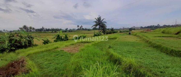 (6). Land Rent With Rice Field View Sitable for villas and hotels 1