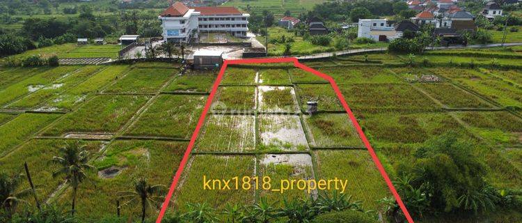 Dikontrakan Tanah 26 Are Di Depan Sma Negeri 2 Sukawati 1