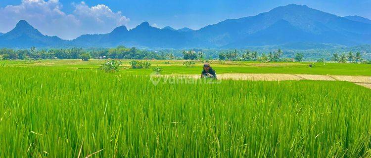 KAVLING SAWAH PRODUKTIF MURAH LOKASI NEMPEL JALAN TRANSYOGI 1