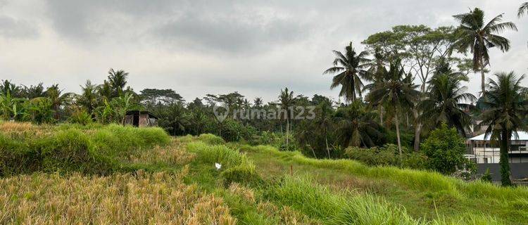 Disewakan Tanah Luas 20 Are View Sawah Lokasi Singapadu 1