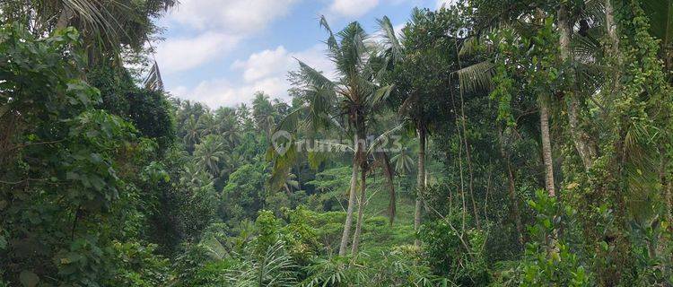 Disewakan Tanah View Lembah Pejeng Ubud Luas 9 Are 1