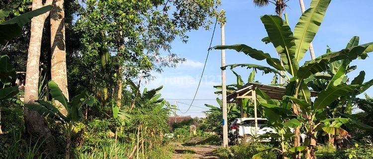 Tanah Disewakan View Hutan di Pejeng Ubud 1