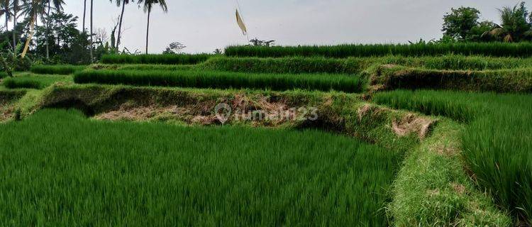 Disewakan Tanah Luas 11 Are View Sawah Ubud Bedulu 1