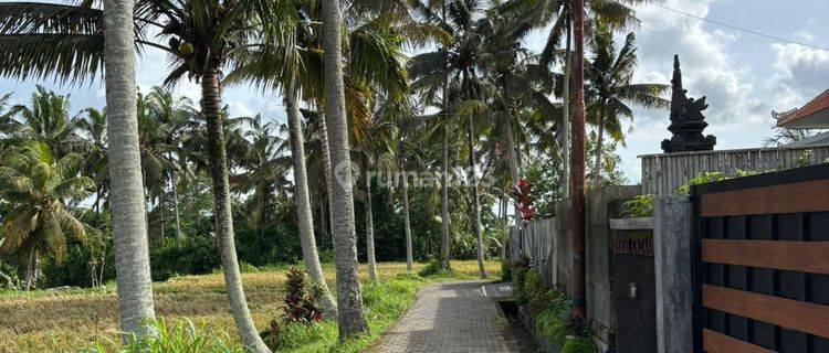 Disewakan Tanah Luas 9 Are View Sawah Lokasi Pejeng 1