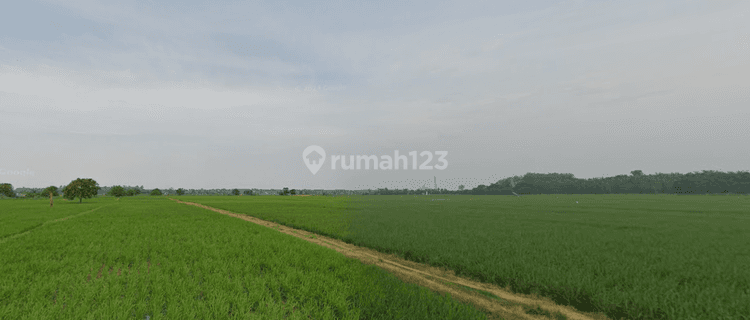 Tanah Sawah Produktif Murah Di Tanjung Garut Gantar Indramayu 1