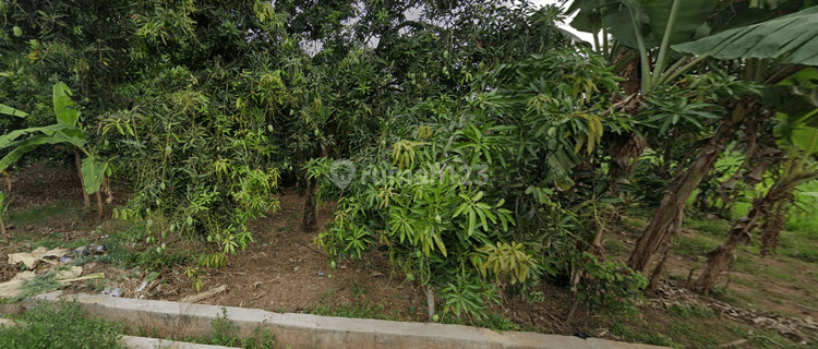 Kebun Mangga Produktif Harga Murah Gantar Blok Maja Indramayu 1